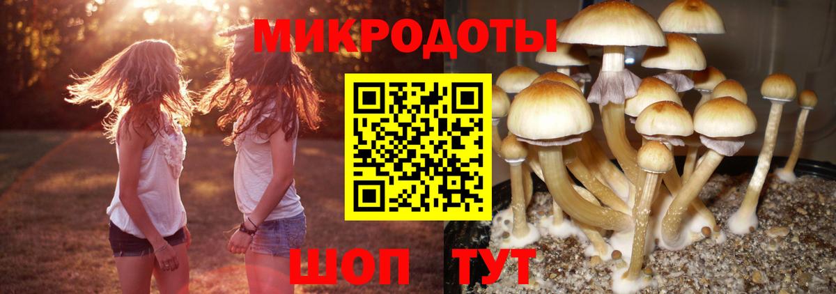 Галлюциногенные грибы Psilocybine cubensis Нефтекумск
